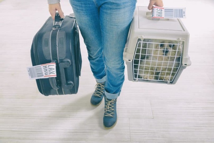 airline pet carrier