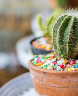 cactus plant gift