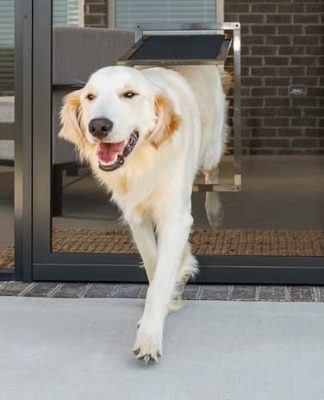 door entry for dog