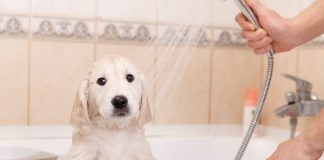 Puppy showering